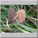 Aphantopus hyperantus - Schornsteinfeger 06.jpg